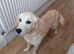 Golden retriever female