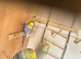 Lovely female budgie in breeding condition