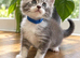 GCCF TICA 5 Gen Pedigree Champion Line Maine Coons