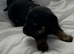 Rottweiler x German shepard
