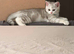 Male British shorthair kitten