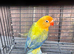 Disabled Lovebirds looking for new home