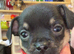 1 chug puppy male black