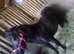 Reg. Miniature Shetland mare, 5yrs,