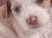 Tytuł;Adorable Hybrid Puppies – Cockapoo( maltipoo)