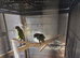 Pair of blue throated conures