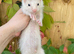 Semi angora kits available