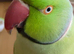 Fully tame and talking ring neck parrot le