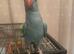 Beautiful tame ringneck for sale