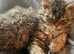 Selkirk Rex 10 months old, chipped
