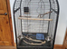 Cocktail/ ringneck cage
