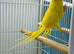 Indian Ringneck parrot