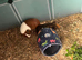 New home for cocoa and peanut