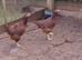 Rhode island red pullets.