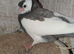felegyhazer tumbler pigeons