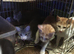 FarmKittens for sale