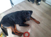 Male Rottweiler in need of new home