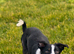 Adorable Mixed Breed Puppies – Well Raised, Health Checked, Ready Sept