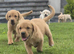 FOX red labrador retriever pups £500 ready to go