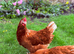 5 Brown Laying Hens for Sale