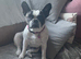 9 year old French bulldog girl needs to be rehomed
