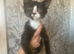 Need to rehome few cats and kittens