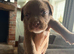 Bull staffy puppies