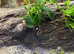 Tropical fish for sale