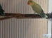 Baby lovebirds X2