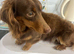 George mini long haired dachshund