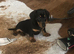 Gorgeous mini smooth haired dachshund