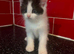 3 kittens left