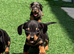 Miniature dachshund