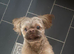 100% proven Shihtzu