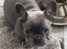 Meet our gorgeous female French bulldogs