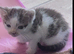 Kittens ready now