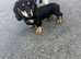 Long haired mini dachshund