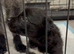 6 Bedlington Terrier X Border Collie puppies