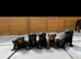 7 beautiful patterdales almost ready for there forever homes