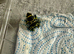 Blue foot leucomelas froglets