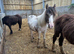 Three cracking fillies