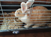 Continental giant rabbits from 12 months old females