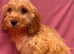 Cockapoo puppies