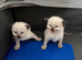 Ragdoll kittens