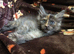 2 x Maine Coon Kittens ONLY FEMALES LEFT