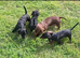 Beautiful Daxi Poos