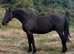 Part bred Friesian sports horse gelding