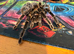 Lasiodora Parahybana