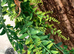Baby crested gecko and full set up