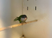 Hen Sierra Parakeet